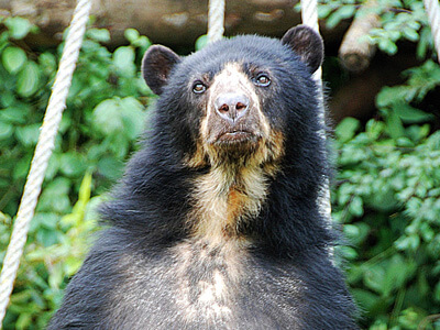 Peruvian-Spectacled-Bear